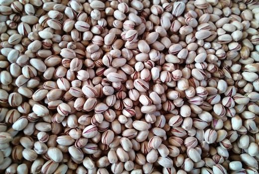 برداشت از قطب پسته استان فارس آغاز شد