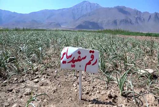 کشت آزمایشی پیاز به روش مکانیزه در فریدن