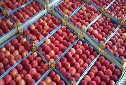 آمادگی آذربایجان غربی برای صادرات 650 هزارتن سیب 