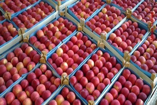 آمادگی آذربایجان غربی برای صادرات 650 هزارتن سیب 
