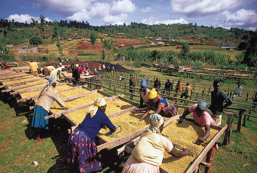 کشاورزی چگونه پای توریست‌ها را به کنیا باز کرده است؟