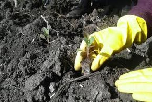 دو هکتار اراضی شهرستان بردسیر به کشت نشاء کلزا اختصاص یافت