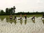 اولین نشا دستی برنج در صومعه سرا انجام شد