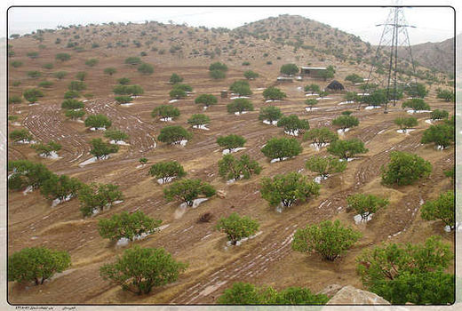 کاشت بیش از  30 هزار هکتار نهال برای مقابله با ریزگردها 