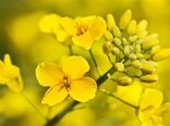 ۲۵۰ هکتار از اراضی چهارمحال و بختیاری زیر کشت کلزا 