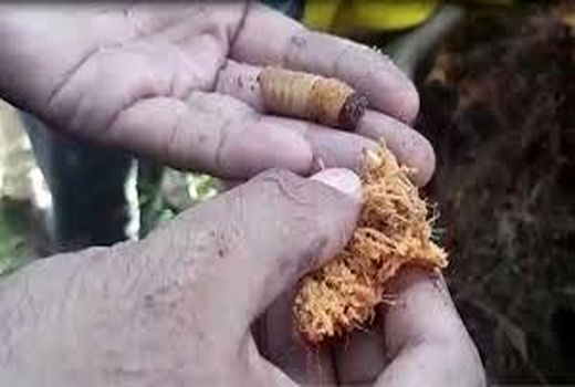 آشنایی باغداران بهبهانی با ردیابی آفات قرنطینه‌ای خرما