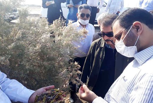 اجرای عملیات مبارزه با آفت ملخ صحرایی در 30 هزار و 700 هکتار از اراضی کشور