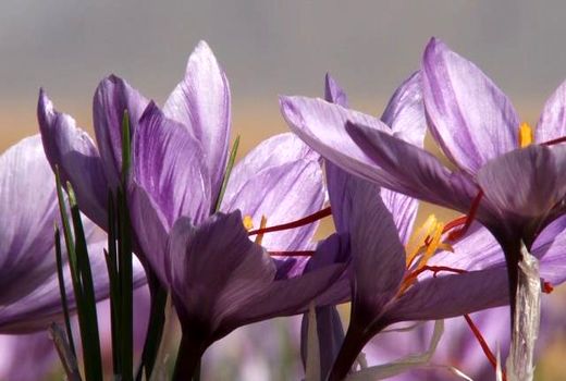 تولید زعفران اصفهان دو برابر میانگین کشور