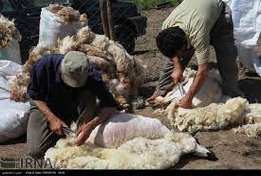 خروج سالانه چهار هزار و ۶۰۰ تن پشم از خراسان شمالی 