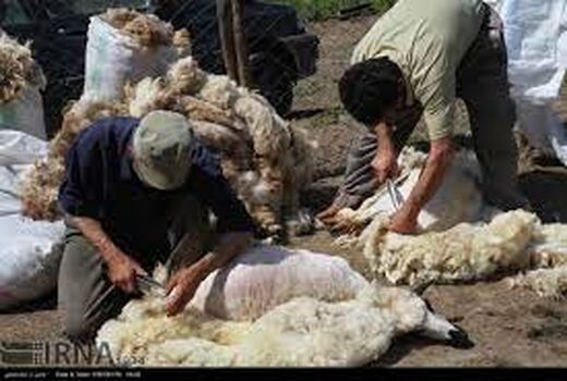 خروج سالانه چهار هزار و ۶۰۰ تن پشم از خراسان شمالی 