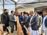 ٣ هزار هکتار نخلستان با ارقام تجاری در سیستان وبلوچستان احداث می‌شود