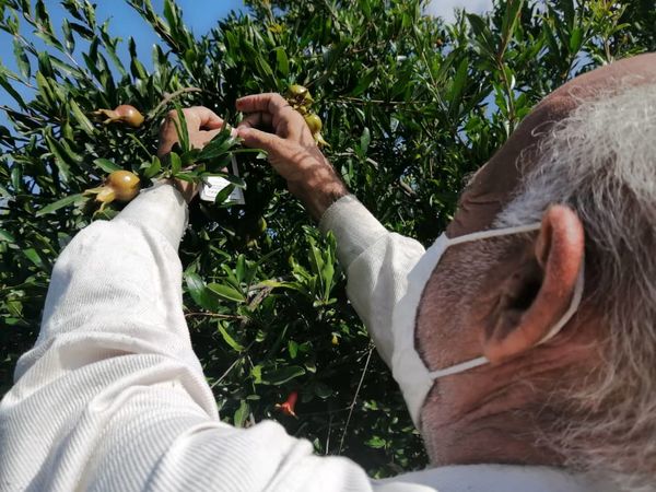 مبارزه بیولوژیک با آفت کرم گلوگاه انار در ۶۰ هکتار از باغات انار قزوین انجام شد