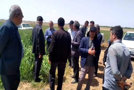 برگزاری روز مزرعه مقایسه ارقام گندم آبی در بوئین‌زهرا