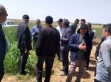 برگزاری روز مزرعه مقایسه ارقام گندم آبی در بوئین‌زهرا