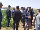 برگزاری روز مزرعه مقایسه ارقام گندم آبی در بوئین‌زهرا