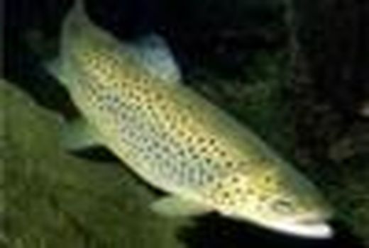 تولید 103 هزار تنی آبزیان دریایی و پرورشی در مازندران/ صادرات 7 میلیون دلاری