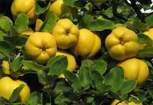 تولید 1600 تن "به" معطر در سپیدان