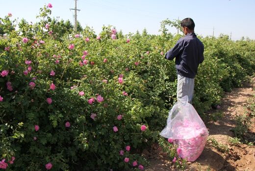 تولید 178 تن گل محمدی از 50 هکتار از باغات استان البرز