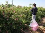 تولید 178 تن گل محمدی از 50 هکتار از باغات استان البرز