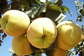 برداشت به از ۲۱۵ هکتار باغ‌های بارور شهرستان کاشان