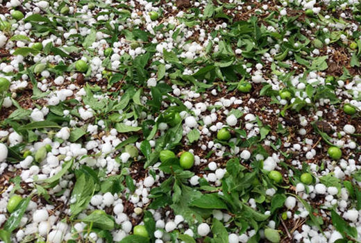 خسارت تگرگ با باغات همدان 