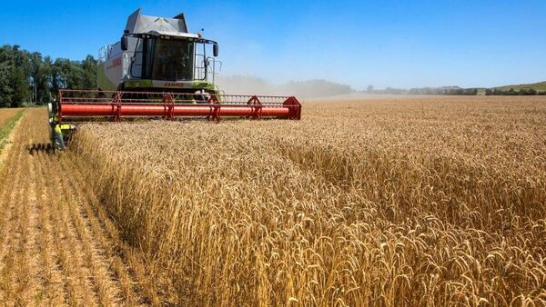 دولت عراق هر کیلوگرم گندم را 28 هزار تومان می‌‎خرد