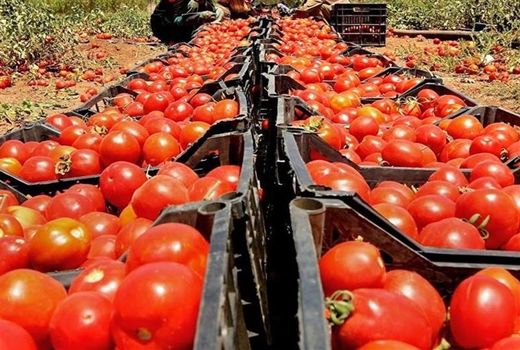 خرید حمایتی بیش از ۱۳ هزار تن گوجه‌فرنگی توسط تعاون روستایی خوزستان