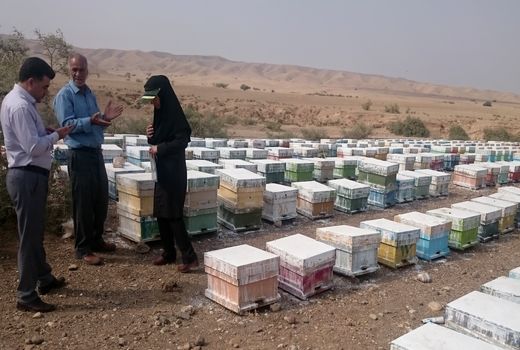 پایان سرشماری کلنی‌های زنبورعسل در مهران