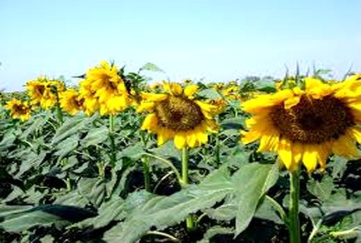 اختصاص دو هزار و 500 هکتار از کشتزارهای خراسان شمالی به دانه روغنی آفتابگردان 