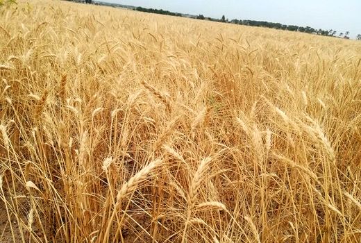 ۴۵ درصد از نیاز کشاورزان زنجانی به بذرهای اصلاح شده در استان تولید می‌شود