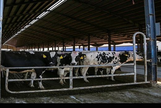 دامداران انتظار دارند توزیع علوفه مدیریت شود 