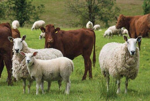 دامپروری خرده‌پا، ستون معیشت روستایی و سپر اقتصادی کشور است
