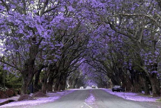 شورای عالی جنگل بر ممنوعیت کشت پالونیا به غیر از جنگل‌های شمال کشور تاکید دارد