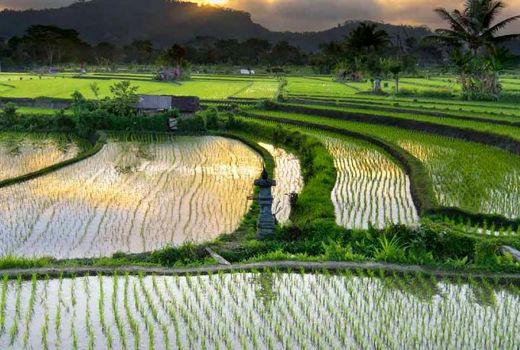 تجیز و نوسازی 130 هزار هکتار اراضی شالیزاری استا‌ن‌های شمالی