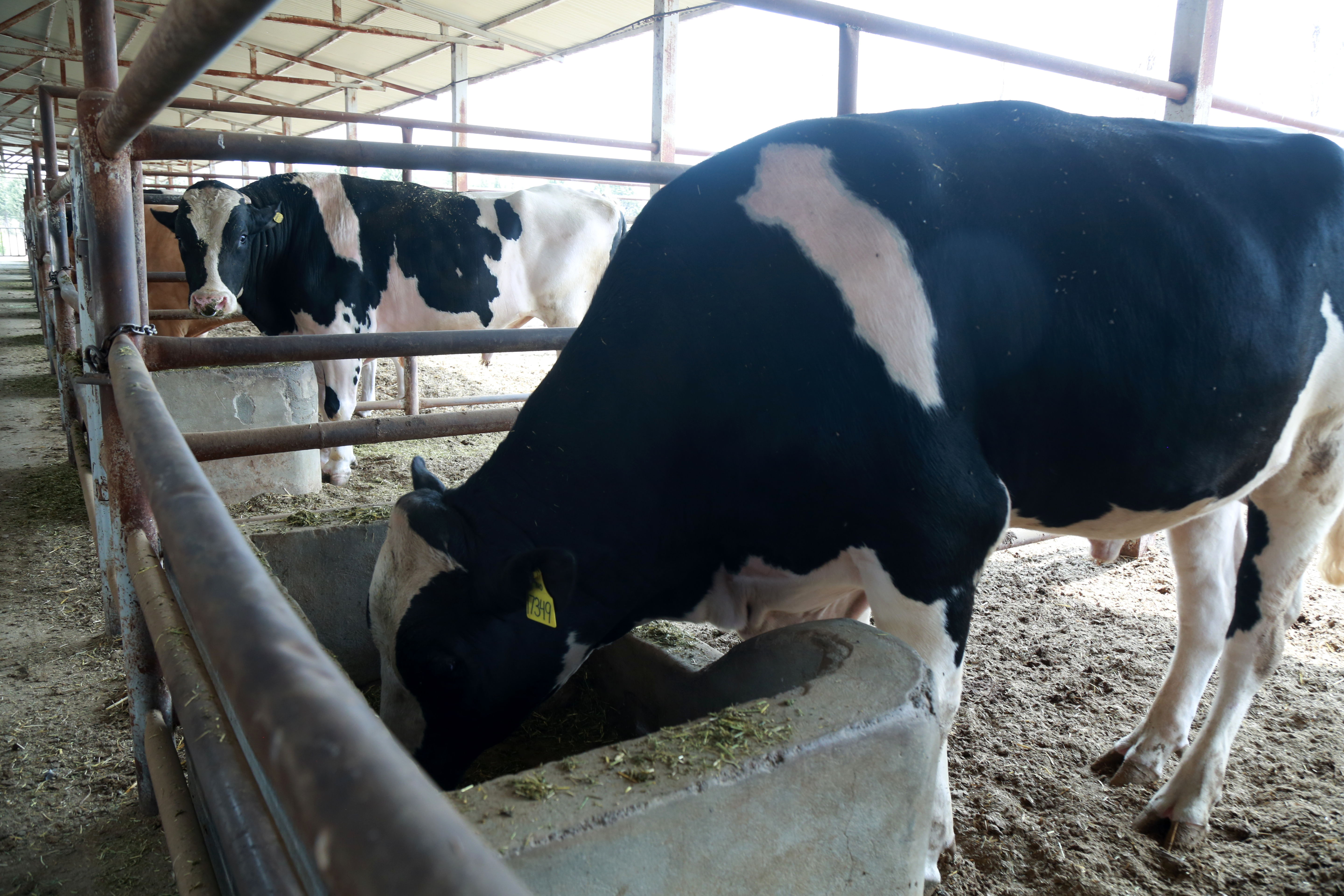   مرکز ملی ژنتیک دامی   