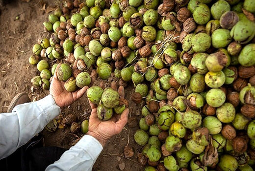  برداشت ۸ هزار تن گردو از باغات استان قزوین 