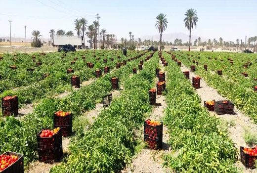 شروع صادرات گوجه فرنگی شهرستان زرین دشت