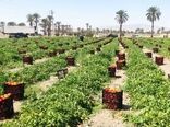 شروع صادرات گوجه فرنگی شهرستان زرین دشت