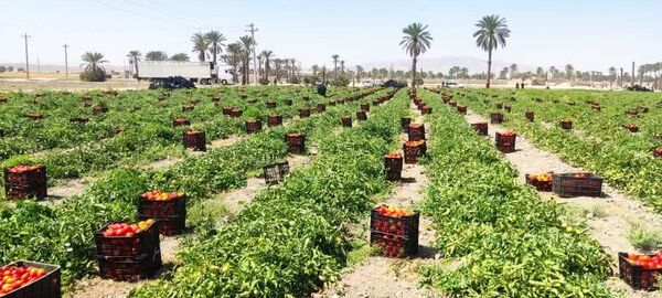 شروع صادرات گوجه فرنگی شهرستان زرین دشت