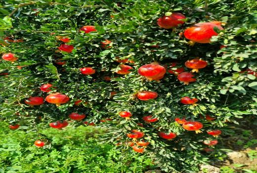 تولید 45 هزار تن یاقوت سرخ در باغ‌های نی ریز