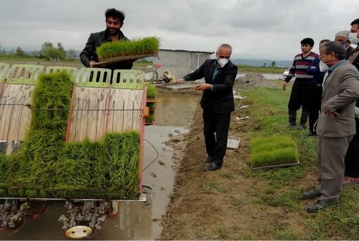 2.8 میلیارد تسهیلات خرید نشاکار برنج در میاندورود جذب شد