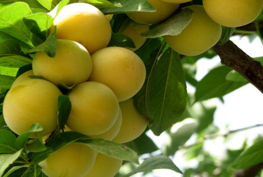 برداشت آلو از ۹۲۰ هکتار از باغات بارور استان قزوین