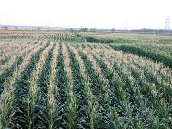 آغاز برداشت ذرت علوفه‌ای از ۱۶ هزار هکتار از مزارع کشاورزی استان قزوین