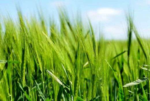 کشاورزی‌بابهره‌وری بالا و آسیب کمتر به محیط زیست 