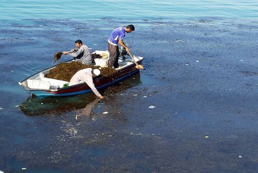 جلوگیری از واردات با استخراج آلژینات از جلبک  قهوه‌ای دریایی