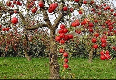 تولید 30 هزار تن انواع محصولات سردرختی
