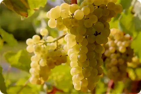 تولید ۳۰۰ هزار تن انگور بدون آبیاری/ ظرفیت مغفول تاکستان‌های دیم