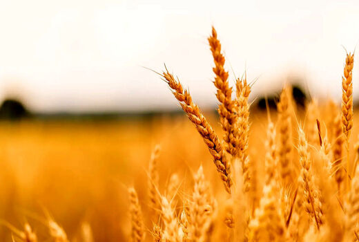 صادرات ۲۰۰ تن بذور گواهی شده رویالتی برای اولین بار در کشور  