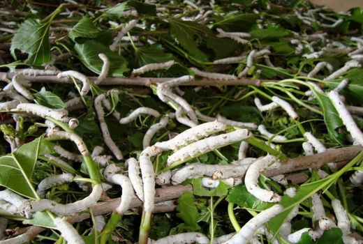 توزیع بیش از 8 هزار جعبه تخم نوغان درخراسان شمالی