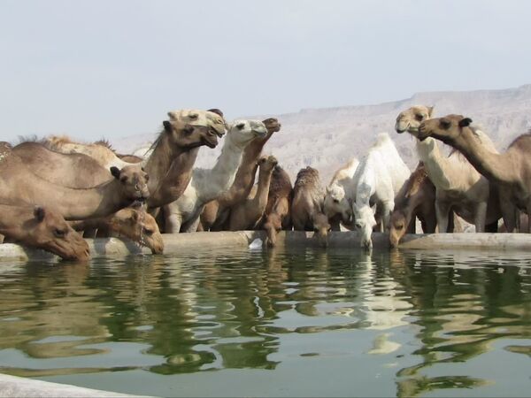 تولید سالانه ۱۸۱ تن گوشت شتر در فارس
